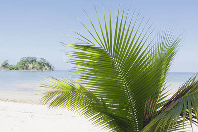 Close-up of palm tree by sea against clear sky