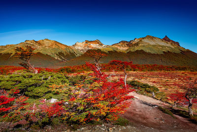 Plants growing on land against sky during autumn