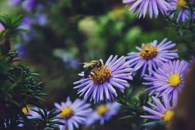 Close-up of bee pollinating on purple flower