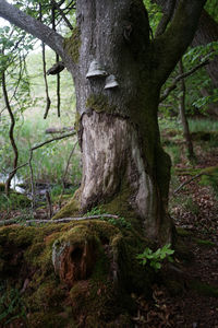 Close-up of tree trunk in forest