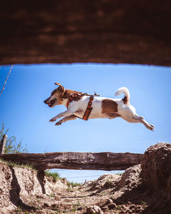 Dog jumps against blue sky