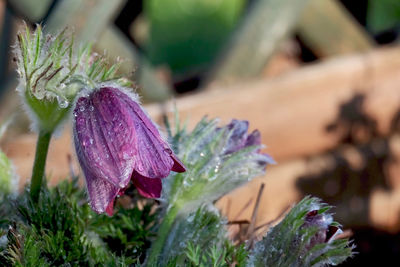 Close-up of wet purple flowering plants