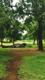 Trees on landscape