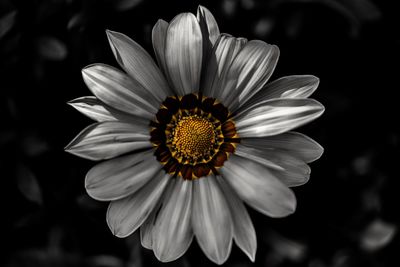 Close-up of daisy flower
