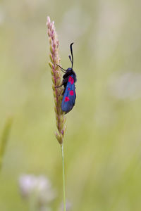 Close-up of butterfly pollinating on purple flower