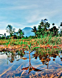 Plants by lake against sky