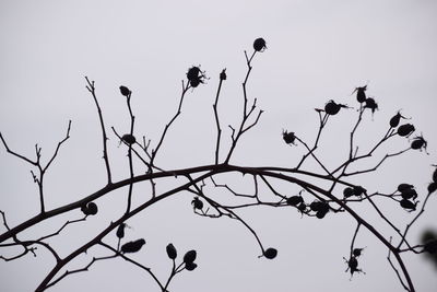 Low angle view of silhouette birds perching on tree against sky