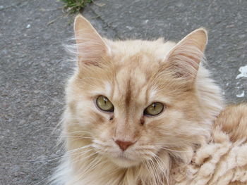 Close-up portrait of cat