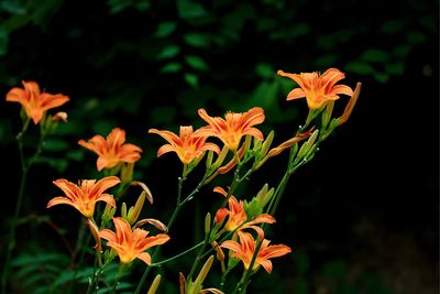 Close-up of orange day lily blooming outdoors