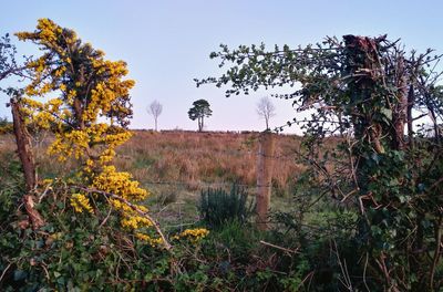 Trees growing on field against sky