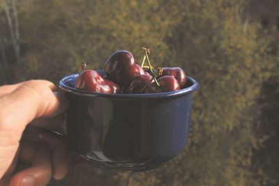 Close-up of hand holding fruit