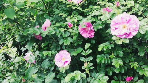 Close-up of pink flowers blooming outdoors