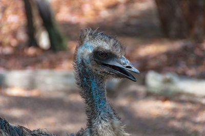 Australian emu bird portrait close up. australian wildlife nature background