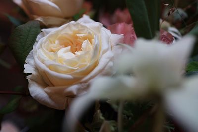 Close-up of white roses