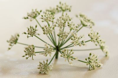 High angle view of white flowering plant on table