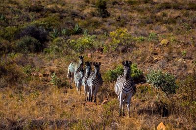 Zebras standing on grassy field