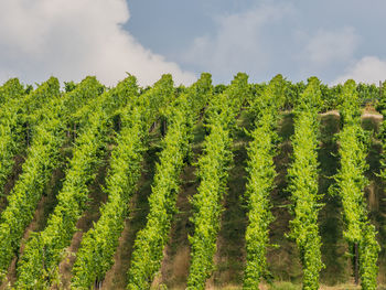 Panoramic view of vineyard against sky