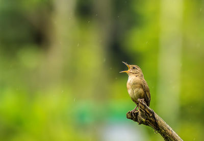 Close-up of bird perching on leaf