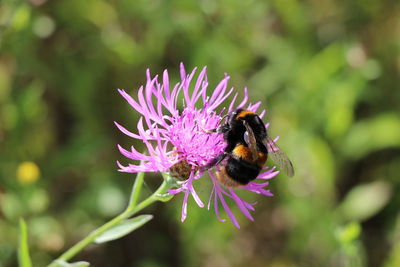 Close-up of bee pollinating on purple flower