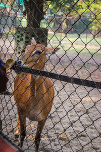 View of a chainlink fence
