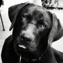 Young black labrador tilting head