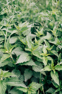 Full frame shot of leaves