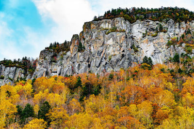 Trees growing on rock against sky during autumn