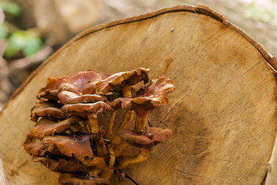 Close-up of dried plant