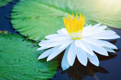 Close-up of lotus water lily in lake