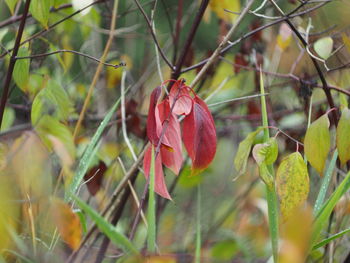 Close-up of red berries on plant