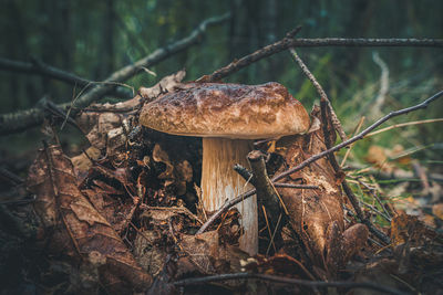 Close-up of mushroom growing on field