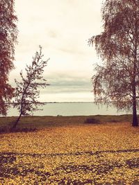 Scenic view of field against sky during autumn