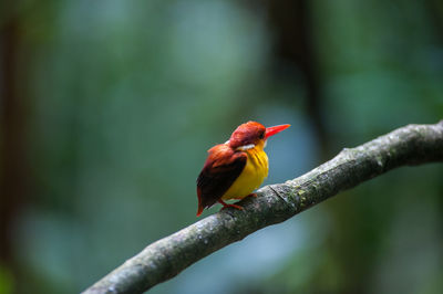 Bird perching on branch