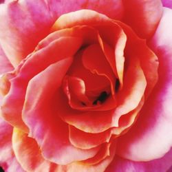 Close-up of pink rose