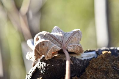 Close-up of a mushroom