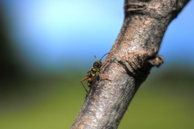 Close-up of insect on tree trunk