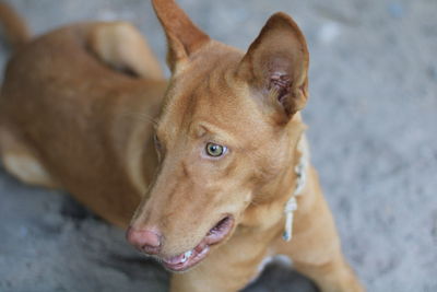 Close-up of dog looking away