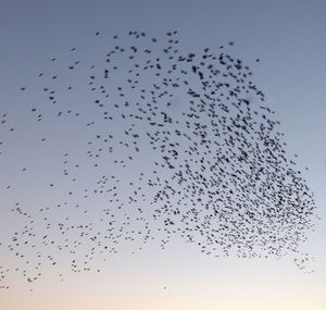 Low angle view of birds flying in sky