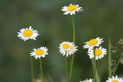 Close-up of white daisy flowers