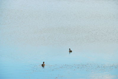 Birds swimming in lake