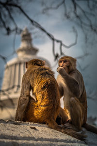 Monkeys in front of temple