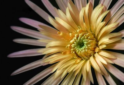 Close-up of white flower