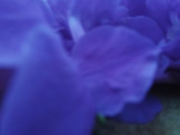 Close-up of flower blooming outdoors