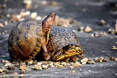 Close-up of mating turtles