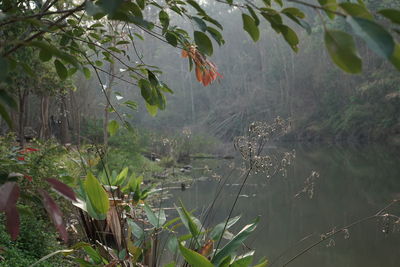 Close-up of plants by lake