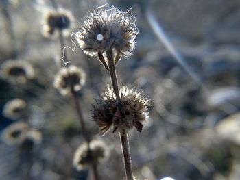 Close-up of thistle