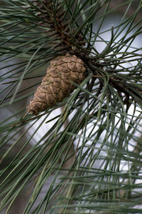 Close-up of lizard on tree