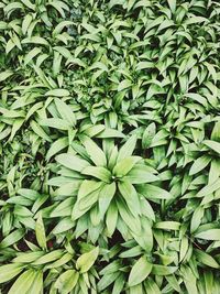 Full frame shot of plants