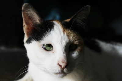 Close-up portrait of cat