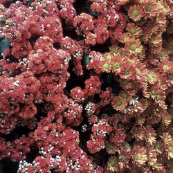 Pink flowers blooming on tree